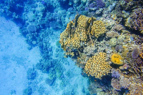 Snorklausta Näkymä Sininen Pohja Meren Värikäs Koralliriutta Egyptissä — kuvapankkivalokuva