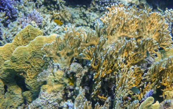 Wspaniały Żółty Koralowce Rafie Marsa Alam Widok Szczegółowy — Zdjęcie stockowe