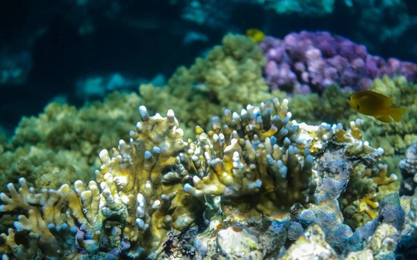 潜水时在清澈的海水中看到奇异的珊瑚 — 图库照片