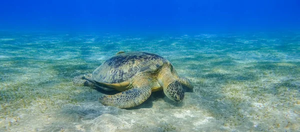 令人惊奇的绿海龟在清澈的深蓝色海水中吃海草 鸟瞰全景 — 图库照片