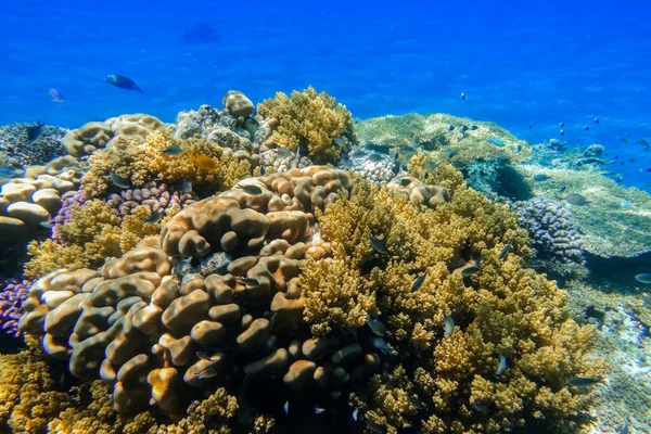 令人惊奇的五彩缤纷的珊瑚礁 珊瑚和鱼在蓝色的海水中潜水在埃及 — 图库照片