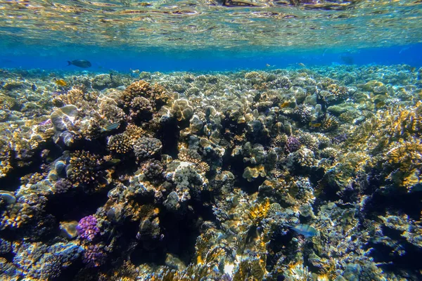 紅海のエジプトでシュノーケリング中に海面近くの素晴らしいカラフルなサンゴ礁が — ストック写真