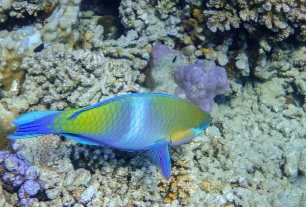 红海鱼中的珊瑚和海床的雏菊石斑鱼 — 图库照片