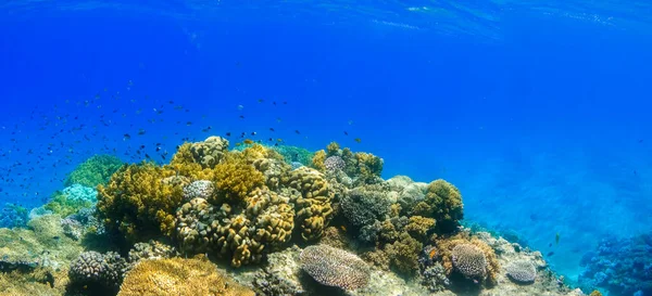 amazing colorful reef with corals and fishes in blue sea water at diving in egypt panorama view