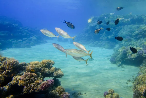Дайвинг Между Различными Рыбами Красочные Кораллы Чистой Воде Отдыхе Египте — стоковое фото