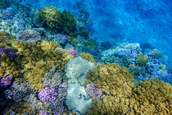 Diepblauwe Bodem Van Zee Kleurrijke Koralen Tijdens Het Snorkelen Marsa — Stockfoto