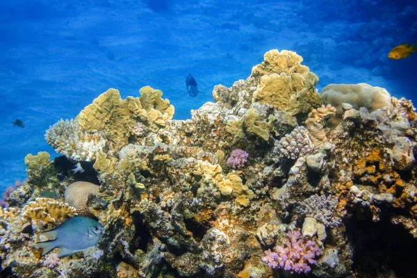 Различные Хрупкие Красочные Кораллы Глубокой Голубой Водой Рыбы Египте — стоковое фото