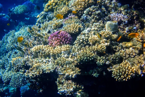Veel Verschillende Kleurrijke Koralen Rode Zee Vakantie Marsa Alam Egypt — Stockfoto