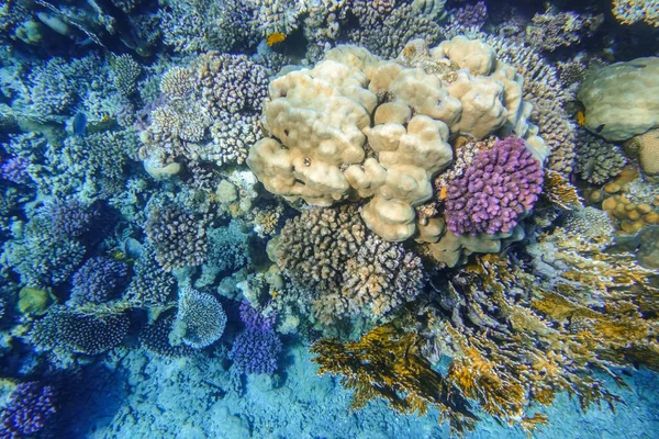 从海底看到五彩斑斓的珊瑚和蓝色的海底 — 图库照片