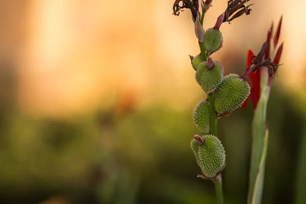 Закриті Квіти Африканських Стрілчастих Квітів Курорті Під Час Заходу Сонця — стокове фото