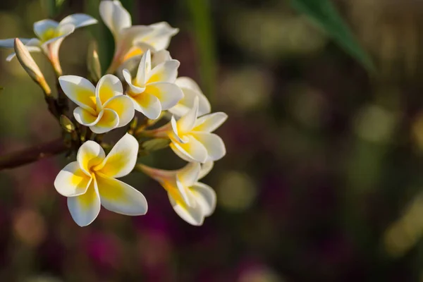 Asombrosas Flores Fragantes Arbusto Plumeria Resort Desde Vista Detalle Egipto — Foto de Stock
