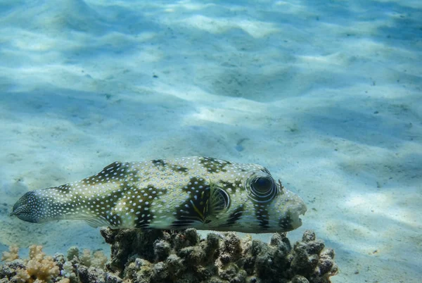 White Spotted Puffer Fish Lying Corals Bottom Sea Egypt — Stock Photo, Image