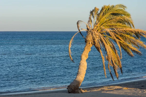 在海滩上的一棵棕榈树 靠近红海的水面 呈埃及形 — 图库照片
