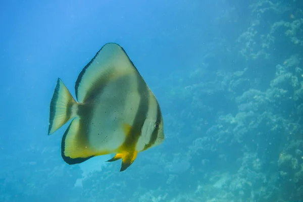 Pojedynczy Niesamowite Orbicular Batfish Pływanie Przejrzystej Wodzie Niebieski Egipcie — Zdjęcie stockowe