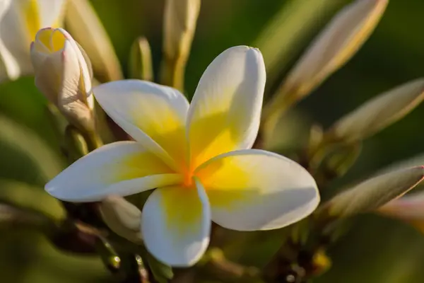 Única Flor Perfumada Branca Amarela Maravilhosa Arbusto Plumeria Recurso Visão — Fotografia de Stock
