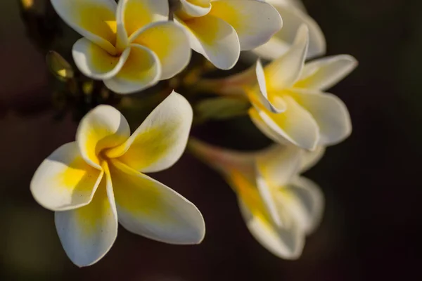 Erstaunliche Duftende Blüten Von Einem Plumeria Strauch Einem Resort Aus — Stockfoto