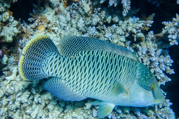 Huge Amazing Humphead Wrasse Fish Hovers Reef Marsa Alam Egypt — Stock Photo, Image