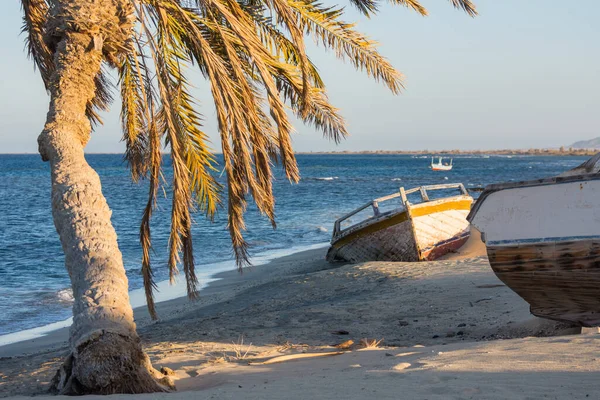 棕榈树和木船在红海的海滩上 在埃及 — 图库照片