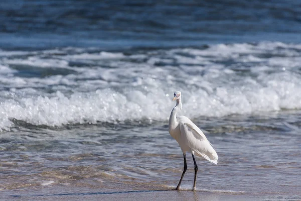 Jediný Bílý Volavka Stojící Dívající Kamery Dopoledních Hodinách Pláži Egyptě — Stock fotografie