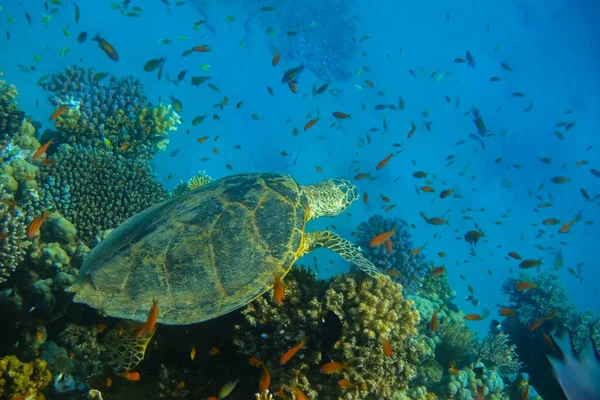 在许多鱼中间的珊瑚礁上的彩色珊瑚上躺着绿色的海龟 — 图库照片