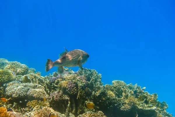 Wunderbarer Fleck Stachelschwein Schwimmt Über Ein Korallenriff Ins Tiefblaue Meer — Stockfoto