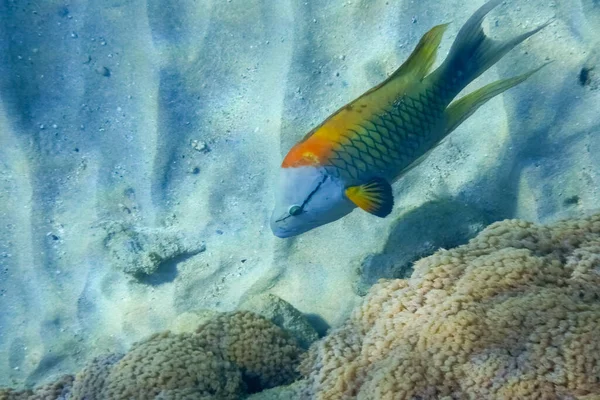 エジプトのサンゴ礁の底でアゴが魚を釣り — ストック写真