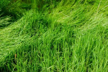 Orman manzarasında yağmurdan sonra taze yeşil çimenler