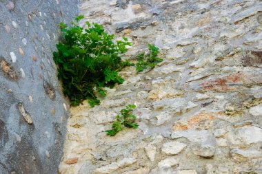 Hungary 'deki bir kalenin yüksek duvarında yetişen yeşil bitkiler.