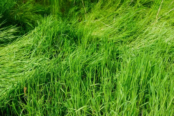 Depressed Fresh Green Grass Rain Forest Detail View — Stock Photo, Image