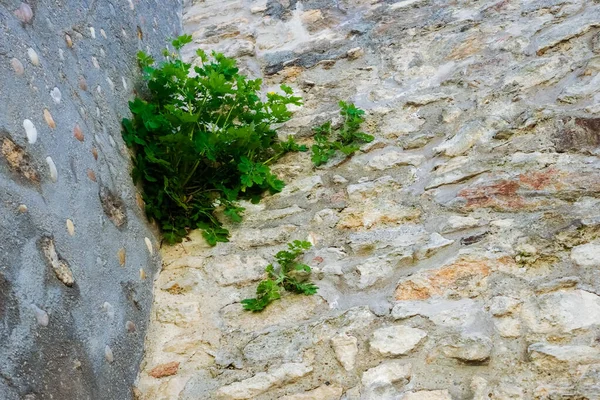 Green Plants Growing High Wall Castle Hungary — Stock Photo, Image