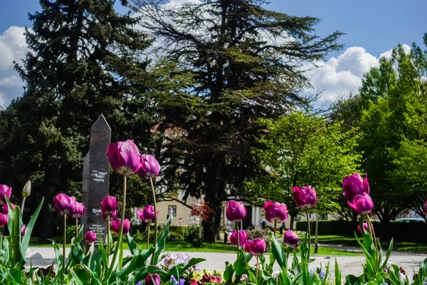 Meravigliosi Tulipani Lilla Parco Zona Pedonale Durante Una Passeggiata Ungherese — Foto Stock