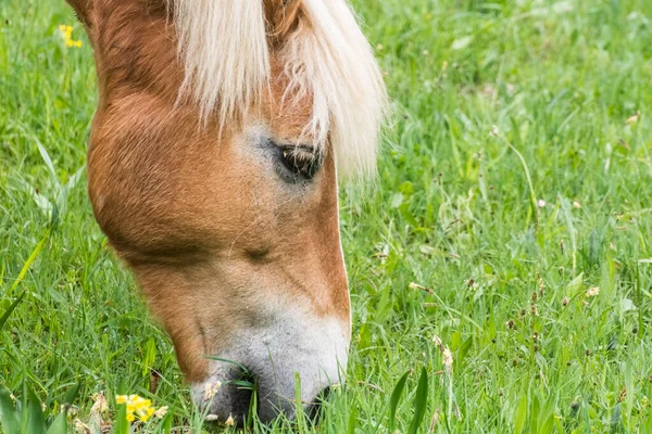 Brązowy Koń Blond Włosami Zjada Trawę Zielonej Łące Widok Głowy — Zdjęcie stockowe