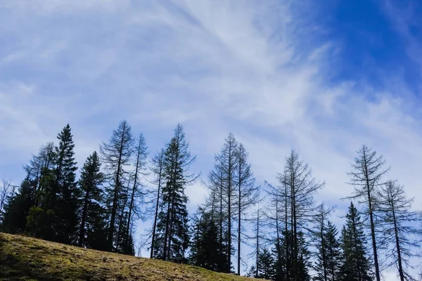青い空に白い雲のある山の上の高い木 — ストック写真