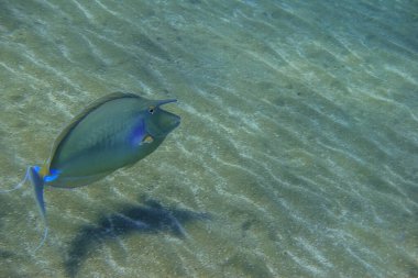 Bluespine unicornfish Kızıl Deniz 'de kumlu denizin dibinde yüzüyor.