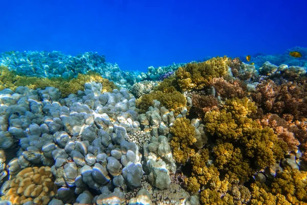 Verbazingwekkende Koralen Met Reflecties Van Zon Het Oppervlak Met Diep — Stockfoto