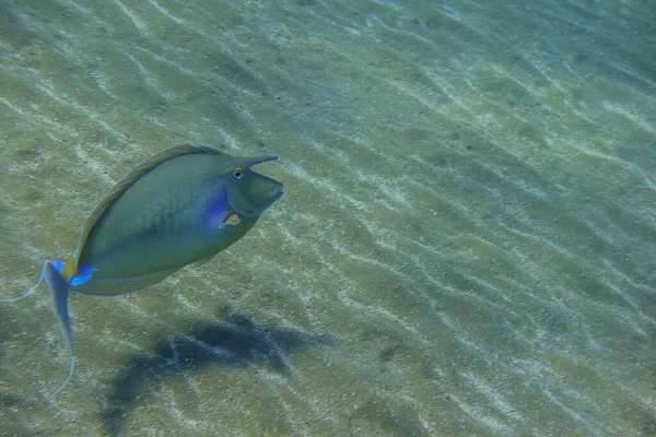 Голубая Рыба Плавающая Песчаного Моря Красном Море — стоковое фото