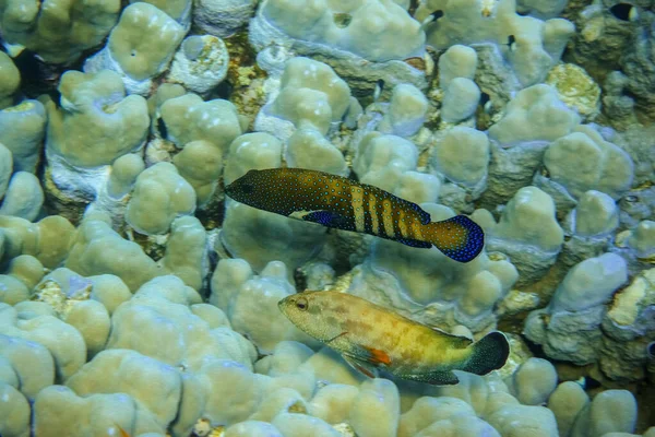Dos Mero Manchado Azul Nadando Cerca Grandes Corales Mar Rojo —  Fotos de Stock