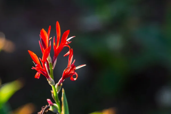 Mısır Bir Tatil Köyünün Bahçesindeki Harika Kırmızı Afrika Kökü Çiçekleri — Stok fotoğraf