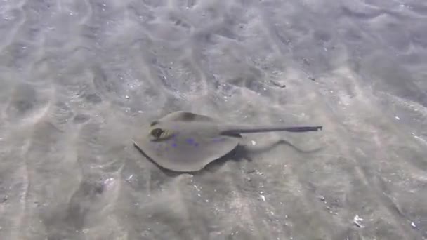 マルサ アラムの海底にブルースポットリボンテールレイ ホバー — ストック動画