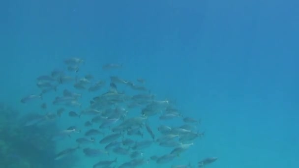 Mergulho Através Uma Escola Bigmouth Sarda Peixes Mar Vermelho — Vídeo de Stock