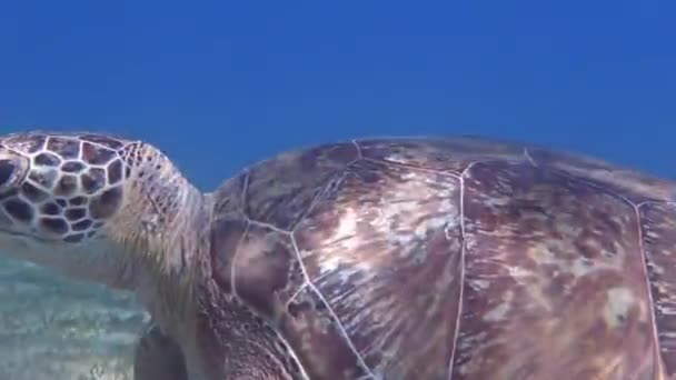 Diving Amazing Sea Turtle Eating Seabed Marsa Alam — Stock Video