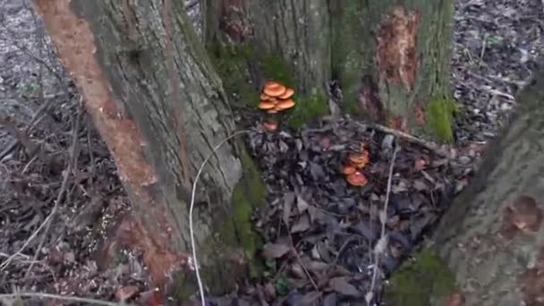 冬天在树间新鲜的金针菇 — 图库视频影像