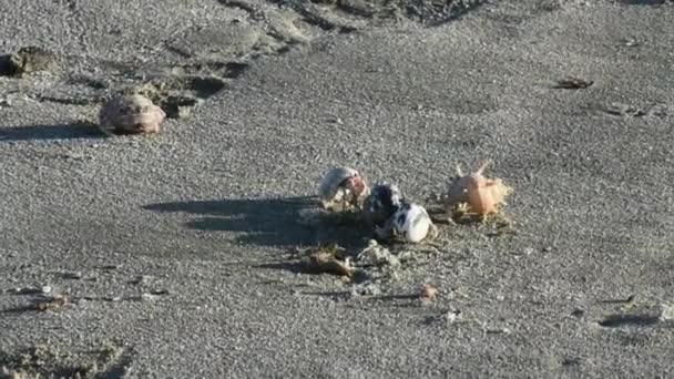 砂浜のヤドカリの群れは — ストック動画