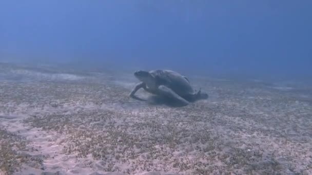 마리의 물고기 바닥에서 먹이를 놀라운 바다거북 — 비디오