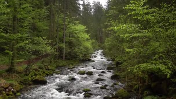 Pęd Dzikiego Potoku Zielonym Leśnym Krajobrazie — Wideo stockowe