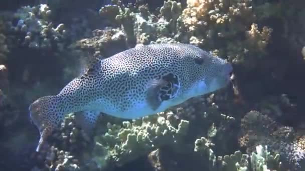 Peixe Balão Gigante Pairando Perto Corais Durante Mergulho Mar Vermelho — Vídeo de Stock