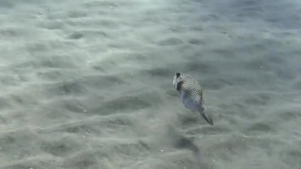 White Spotted Pufferfish Seabed Strong Current — Stock Video
