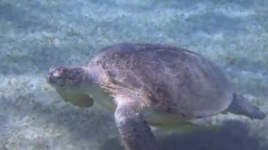 İnanılmaz kızıl deniz şahin gagalı kaplumbağa deniz yatağının yanında yüzüyor.