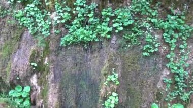 Kristal dereden tatlı su damlayan holdingin duvarları.