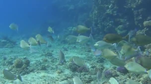 紅海のサンゴの近くに浮かぶクロマグロの群れ — ストック動画
